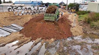 Ep4 Wonderful show Processing Dump Trucks Filling land With D31P KOMATSU Dozer Push to fill the soil