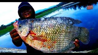 LUBUK IKAN KALOI (GIANT GOURAMI)