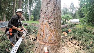 Cutting Down a Couple Fir Trees  🪓