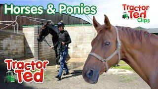 Horses & Ponies On The Farm!  | Tractor Ted Clips | Tractor Ted Official