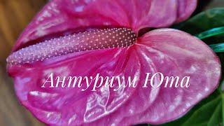 Антуриум Юта / Anthurium Utah. Короткий видеообзор в разрешении 4К