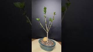 Unusual #Bonsai Trees #shorts
