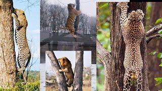 Which big cat is the best tree climber? Leopard or Tiger or Lion or Jaguar ?