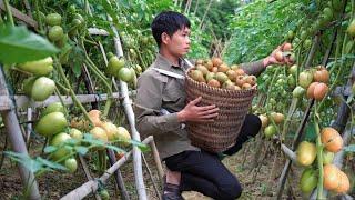 Linh was exhausted and Luu went to harvest the tomato garden to sell - Farm Animal Care