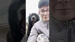 Самый харизматичный пес в мире. Волкособ Гулдан.