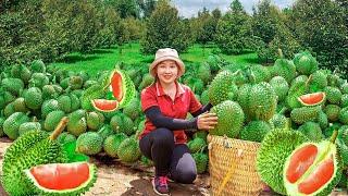 Harvesting Durian to the market to sell - Building a Pumpkin Trellis | Lucia Daily Life