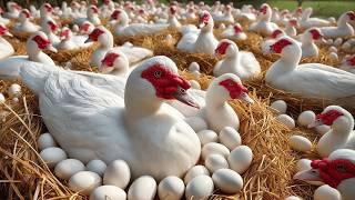 Muscovy Duck Farming - Raising Organic Muscovy Ducks For Eggs - Poultry Business.