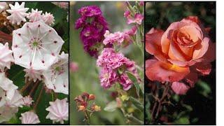 All about fragrance garden