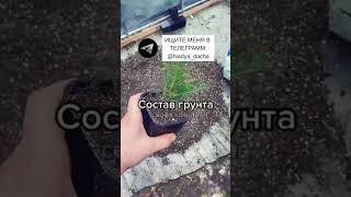 Перец с кулак! #вредители#советы#огород#дача