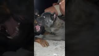 Rottweiler VS Cane Corso Puppy