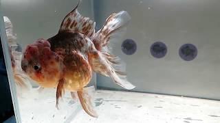 For Sale: "Pebbles" Calico Thai Oranda Goldfish Female Fishchick Auctions (June Sale)