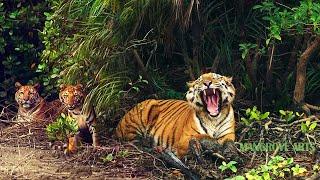 Sundarban National Park Tourism (2021) | Tiger Reserve Sundarban forest animals