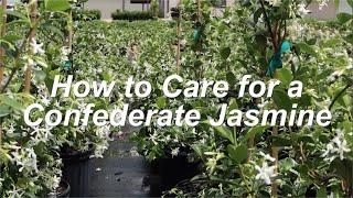 How to Grow Confederate Jasmine in the Home Landscape for SUPER FRAGRANT Flowers!