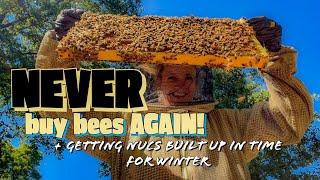 HOW To NEVER Have To Buy Bees Again / Beekeeping 101 #beekeeping #beekeeping101 #beekeeper