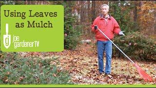 How to Use Leaves as Garden Mulch