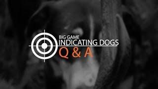 How to Train a Deer Dog - Q&A - Pups & Kennelling