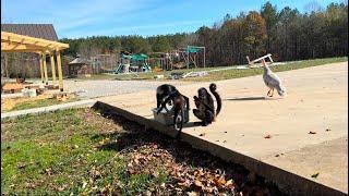 Gotta share the good with the bad.#monkeys #capuchin #spidermonkey #baby #animals #pets