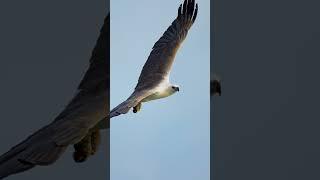 White-bellied sea eagle  #photography #Australia #eagle #birds #yourubeshorts