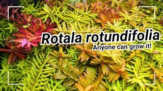 Everything you need to know about Rotala rotundifolia: A plant guide