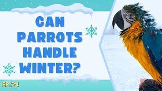 Parrots in Winter Do They Adapt?️ | The Parrot Podcast @ShelbyTheMacaw