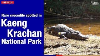 Rare crocodile spotted in Kaeng Krachan National Park | The Nation Thailand