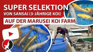 Super Selektion von Sansai (3-jährige Koi) auf der Marusei Koi Farm!