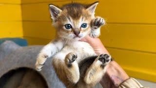 САМАЯ БЕРЕЖЛИВАЯ РЫСЬ / Барханная гибридная кошка встала не с той лапы