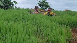 The two brothers worked as hired laborers cultivating fields for their neighbor