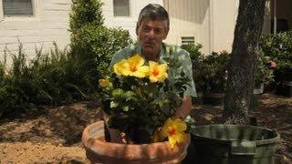 How to Repot Hibiscus : Garden Savvy