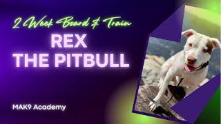 Allentown Dog Trainers l 1 year old Pitbull, Rex