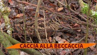 Caccia alla beccaccia: il compagno di caccia