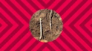 Rod Weeding potatoes with a companion crop