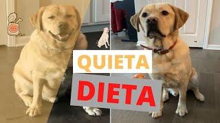 Dieta de cão emagrece a satisfação...