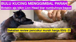MENCUKUR BULU KUCING BIKIN LION HEAD / Review pencukur bulu kucing murah / Bulu kucing gimbal