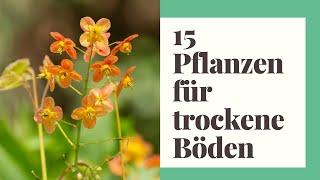 15 Pflanzen für trockene Böden und heiße Sommer