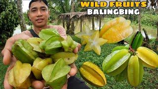 Pangunguha ng STAR FRUITS o BALINGBING na pakatamis na prutas