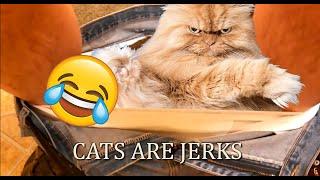 Cats being JERKS for 10 Minutes straight!  Try not to laugh