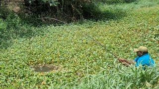 Catching Walking Climbing perch fishes in Village Stream|Small Single Hook fishing video