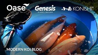 Modern Koi Blog #5754 - Dirks private Ikeage: Jumbokoi Teil 2