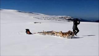 Поход на собачьей упряжке, нарта Шаман, модель 220