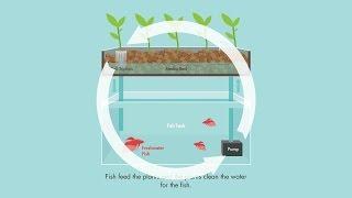 What is Aquaponics?