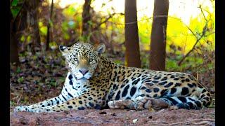 The Jaguar Wildlife Corridor--with Music, Aug 1, 2021, by c.Susan Perz