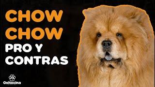 CHOW CHOW: VENTAJAS Y DESVENTAJAS