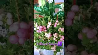 AMAZING FLOWERS WITH HALLELUJAH VIOLIN COVER | IRISH PH