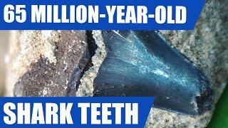 Fossil shark teeth hunt - I find a tooth from the Megalodon's Cretaceous ancestor