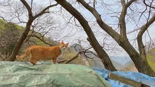 A countryside cat's sweet escapade!