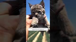 This family rescued an abandoned bobcat in a field and then this happened