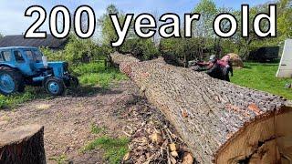 The Reason They Killed a Century-Old Oak