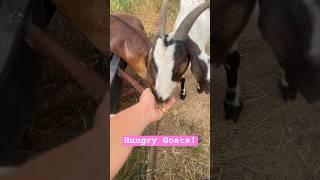 Hangry! #goats #homestead #farmanimals #goatfarming #shorts #tiktok