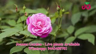 Joanna Garden - Online Plant Nursery - Whatsapp: 9445450701
